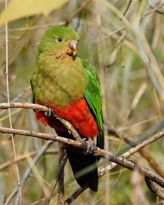 King Parrot _ by Dennis