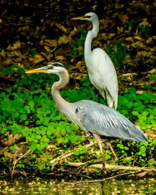 Blue Heron & Egret - Brad