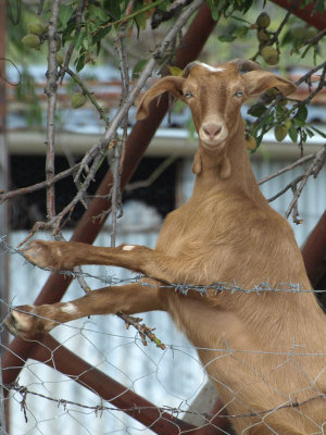 yet another goat - Barry