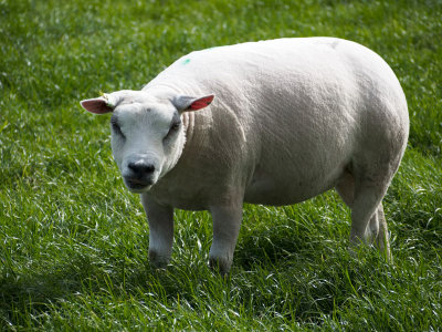 Mean sheep - Geophoto