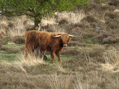 A Highlander in the Netherlands - Geophoto