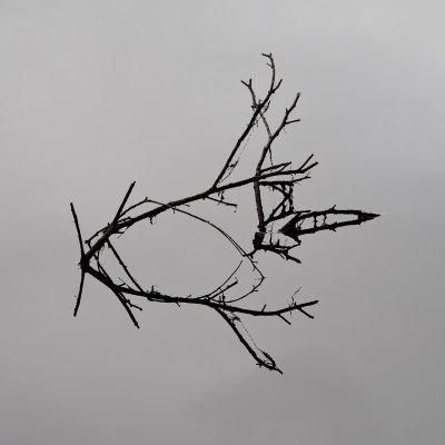 2nd Place - Twigs _ by Dennis