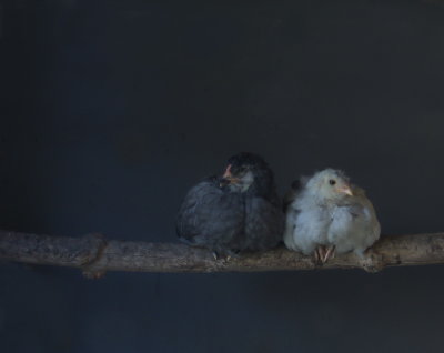 two chicks  -ArtP