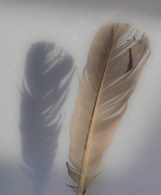 Feather & Shadow - Brad