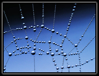 3rd place: dew on a spiders web - brent