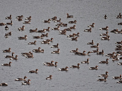 Gaggle of Geese - Michael