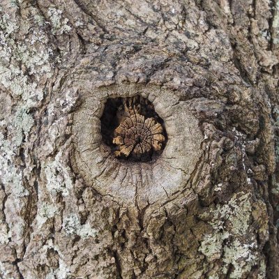 Eye of the Ent _ by Dennis