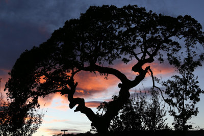 The Old Oak, revisted by rodriguezPhoto