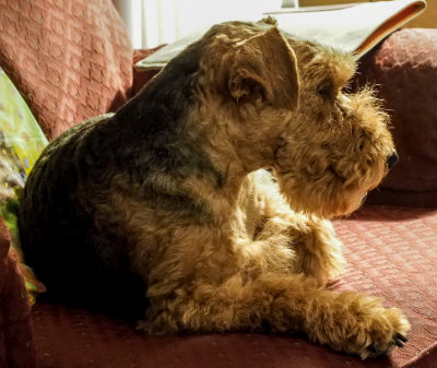 Brown Hairs on a Welsh Terrier- Brad