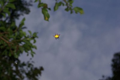 dwesat033.jpg