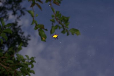 dwesat035.jpg