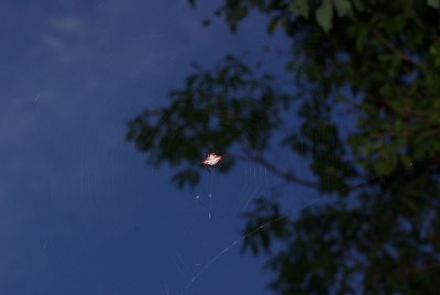dwesat036.jpg