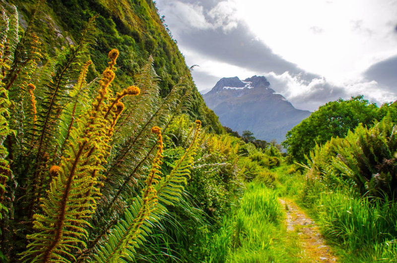 Milford Sound Track