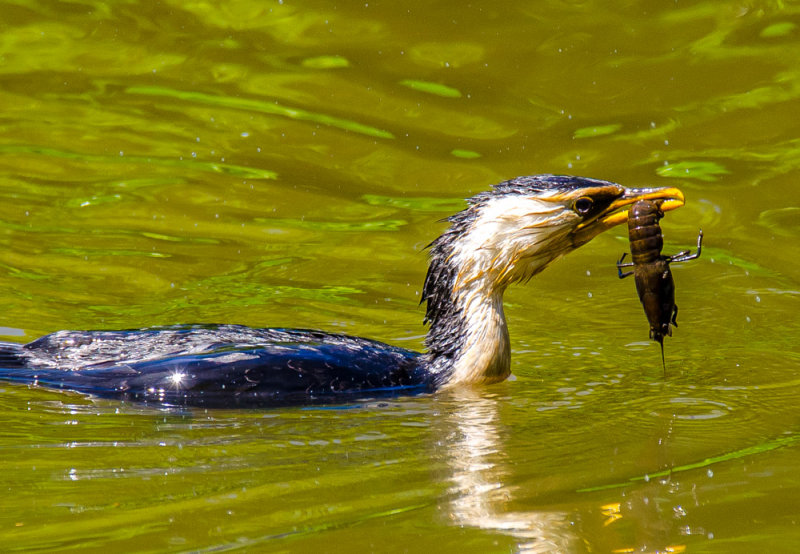 Cormorant