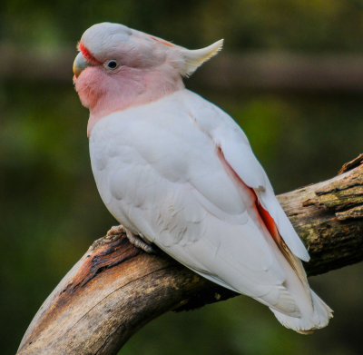 Major Mitchell Cockatoo