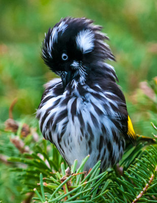 New Holland Honeyeater