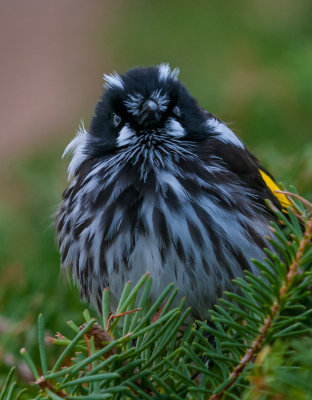 New Holland Honeyeater