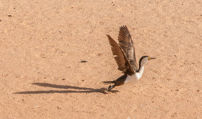 Cormorant