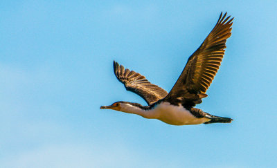 Cormorant