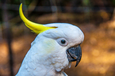 Sulphur Crested Cockatoo