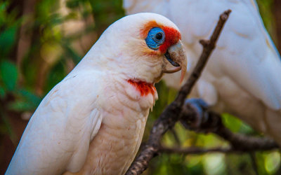 Corella Cockatoo