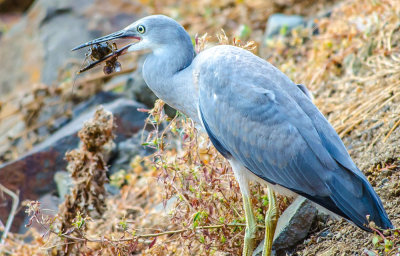 White-Faced Heron