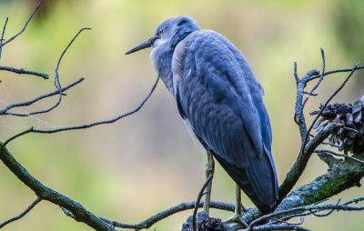 White-Faced Heron