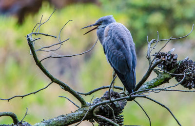 White-Faced Heron