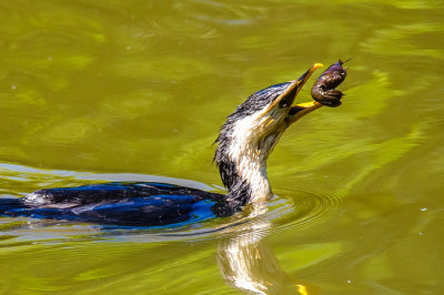 Cormorant