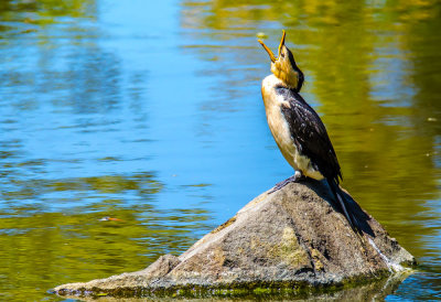 Cormorant