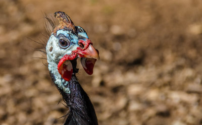 Helmeted Guineafowl