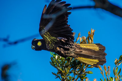 Black Yellow Tail Cockatoo