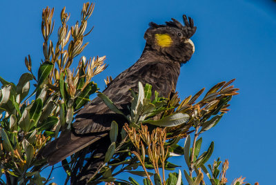 Black Yellow Tail Cockatoo