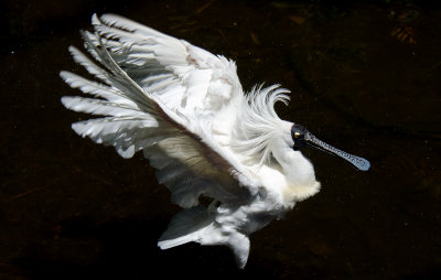 Black Faced Spoonbill