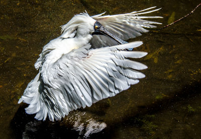 Black Faced Spoonbill