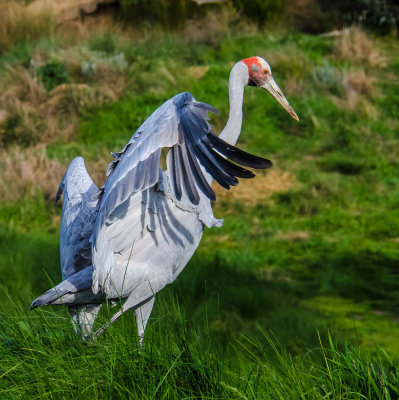 Brolga