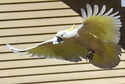 Sulphur Crested Cockatoo