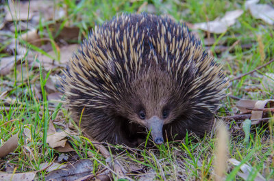 Echidna