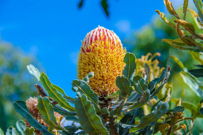 Banksia Menziessi