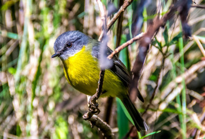 Yellow Bellied Robin