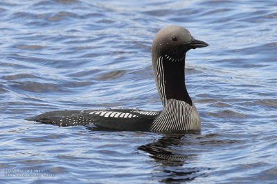 Plongeon arctique - Black-throated Diver