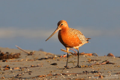 Barge rousse - Bar-tailed Godwit