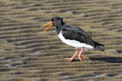 Huitrer pie - Eurasian Oystercatcher