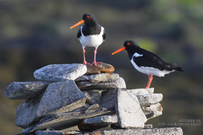 Huitrer pie - Eurasian Oystercatcher