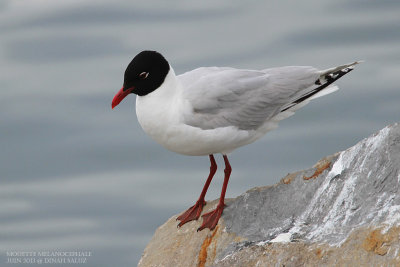 Mouette mlanocphale - Mediterranean Gull