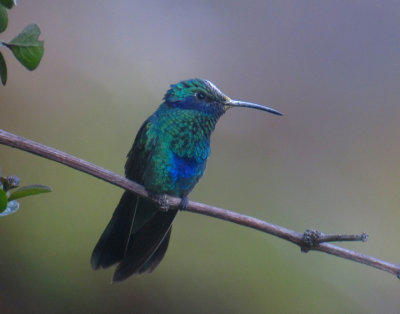 Sparkling Violetear