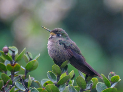 Tyrian Metaltail