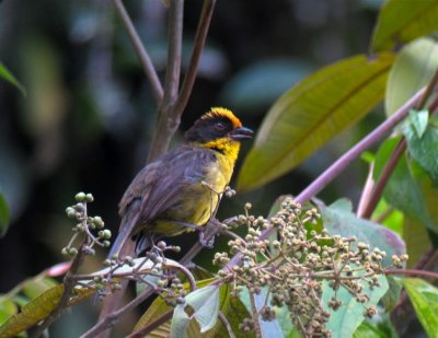 Tricolored Brush-Finch