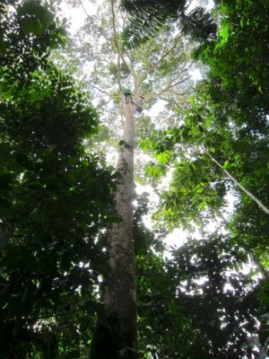 Tree Climbing