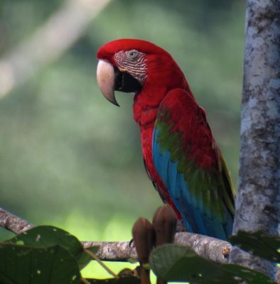 Red-and-Green Macaw